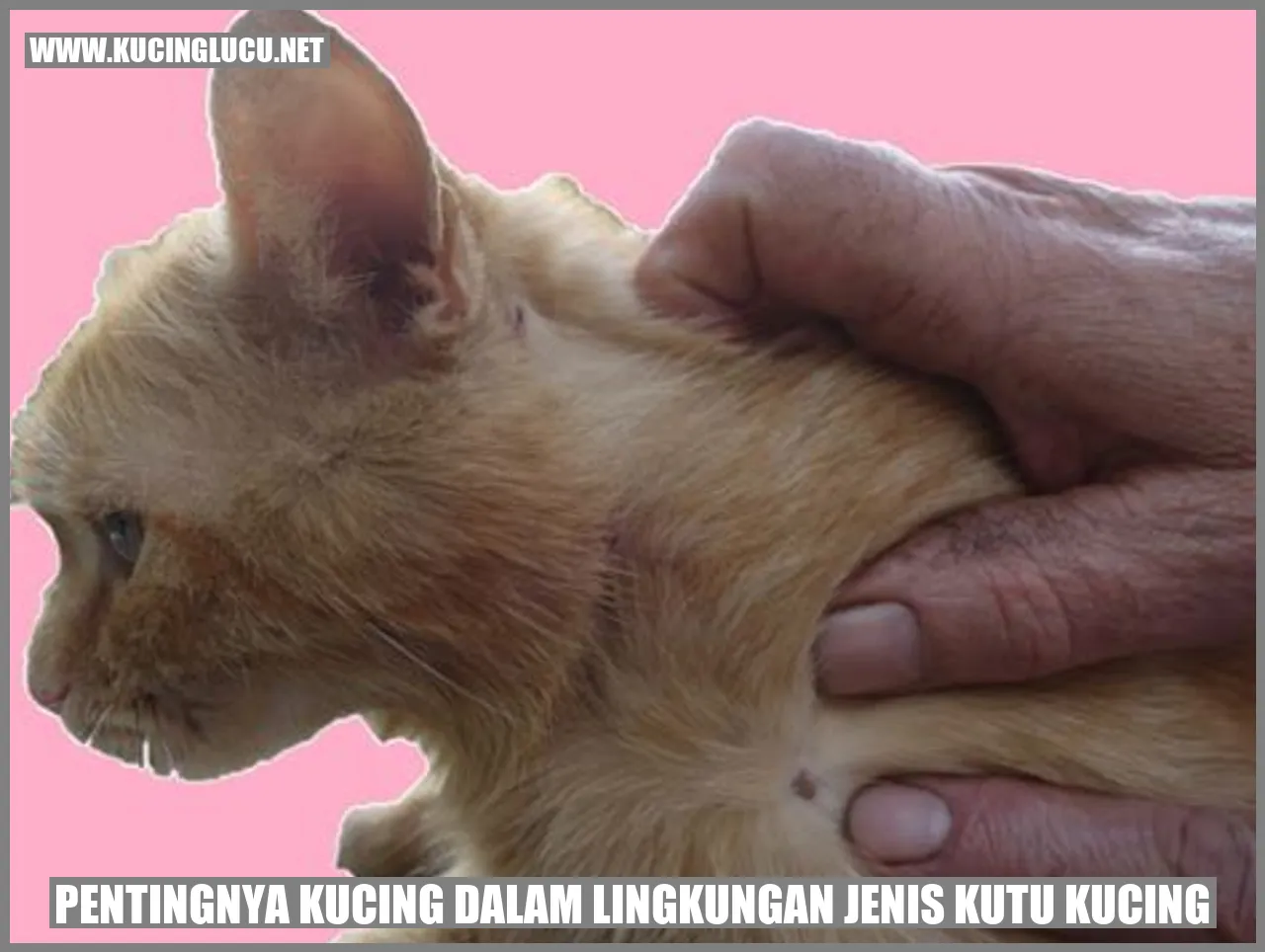 Gambar Kucing