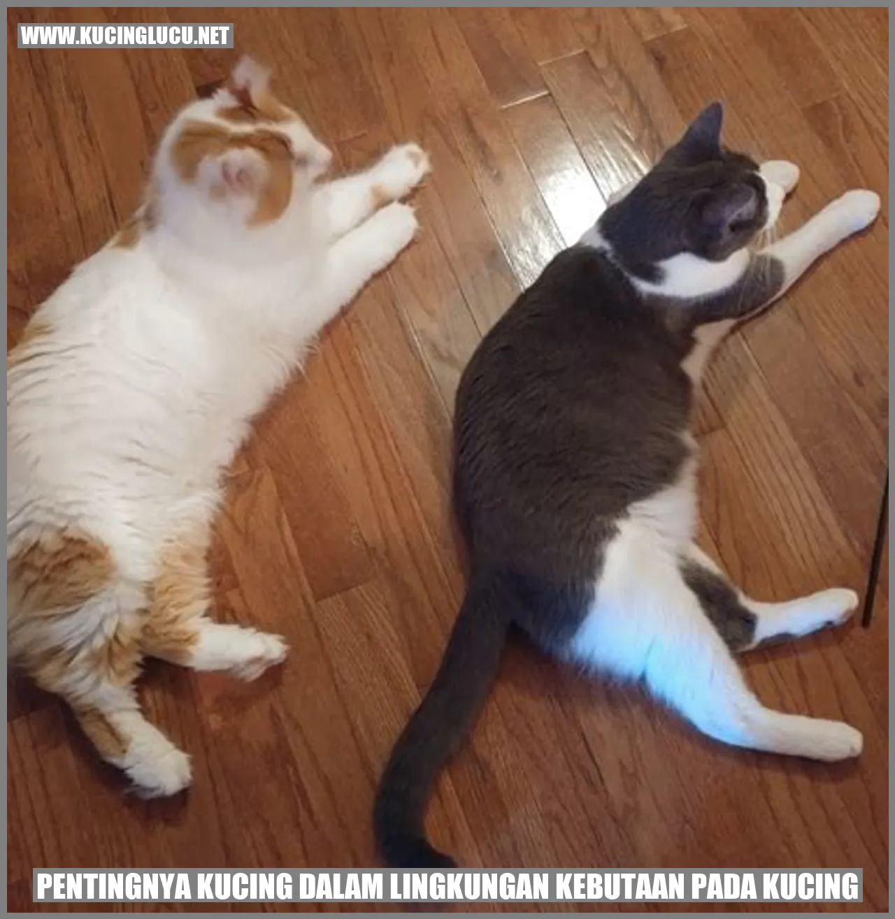 Pentingnya Kucing dalam Lingkungan Kebutaan pada Kucing