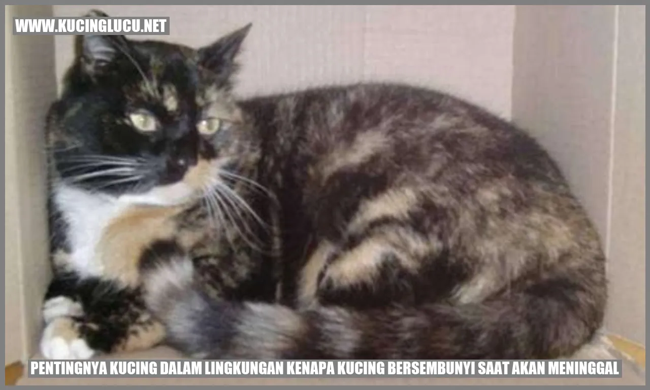 Kucing