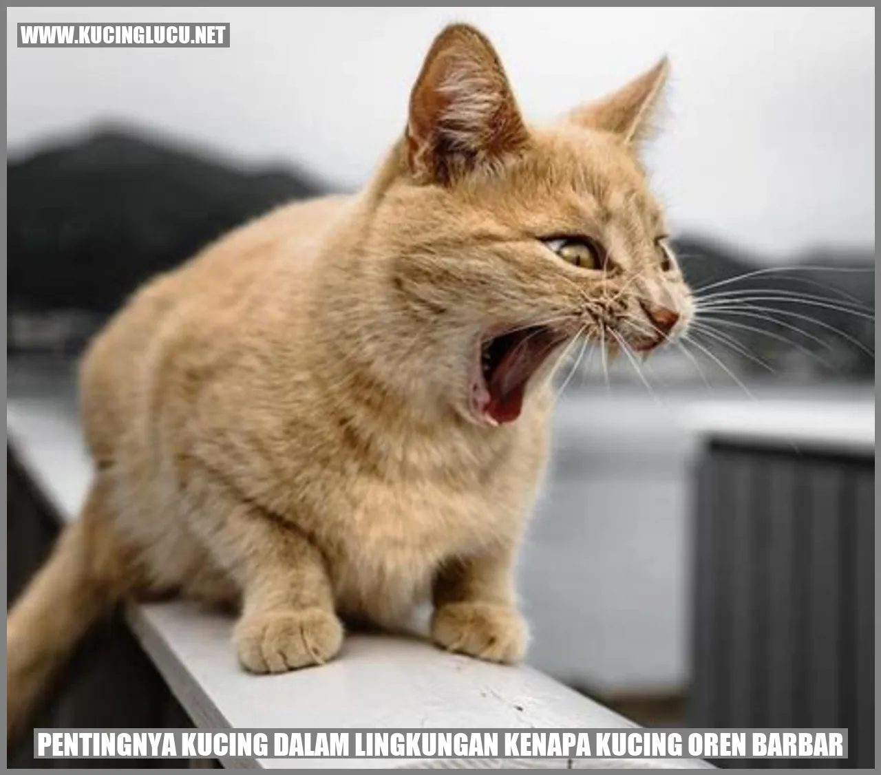 kucing oren barbar