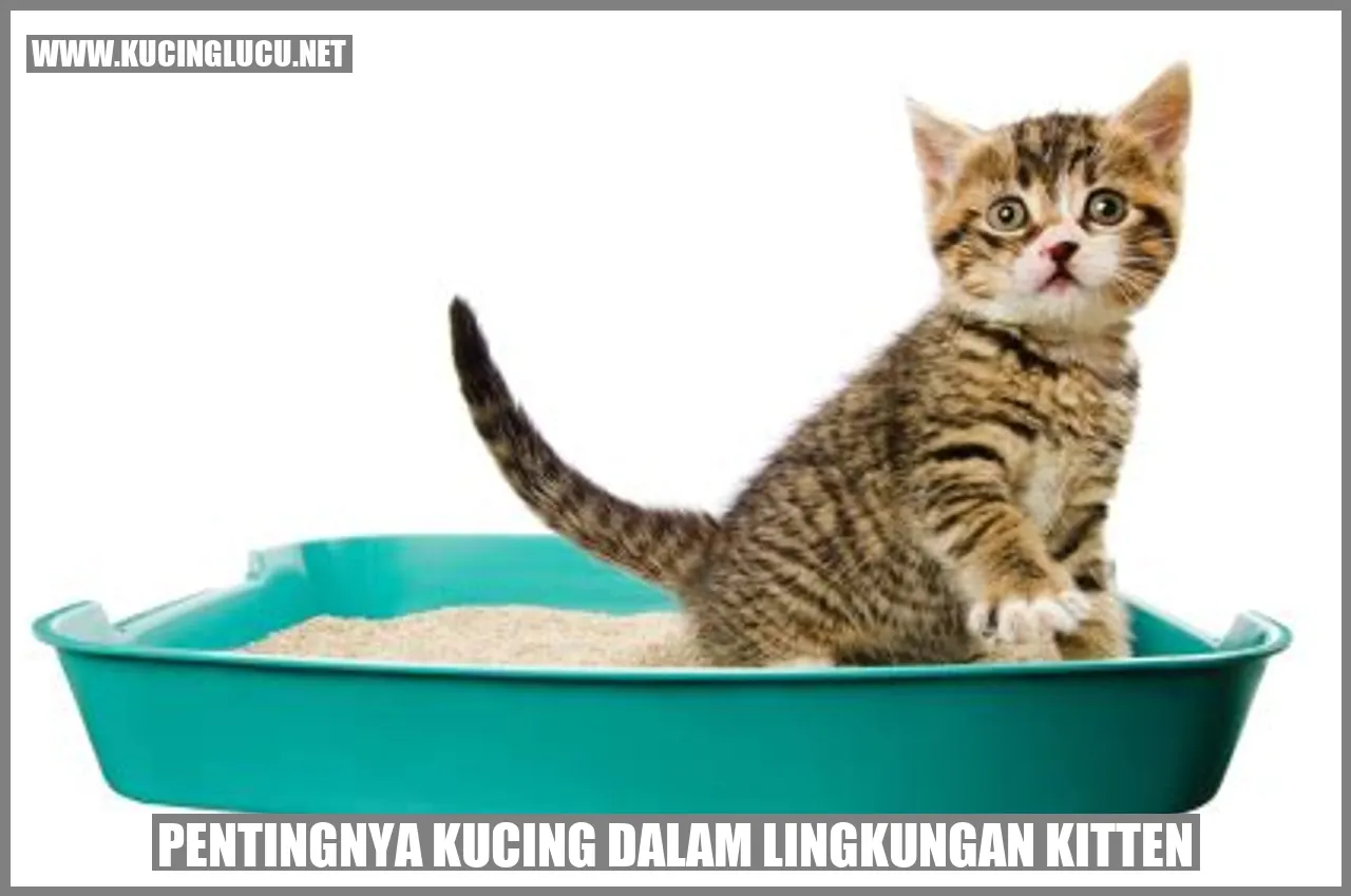 Gambar Kucing dalam Lingkungan Kitten