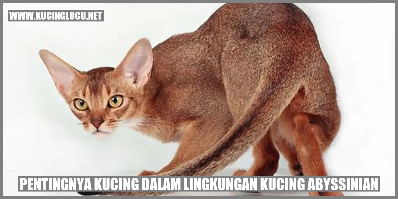Gambar Kucing Abyssinian