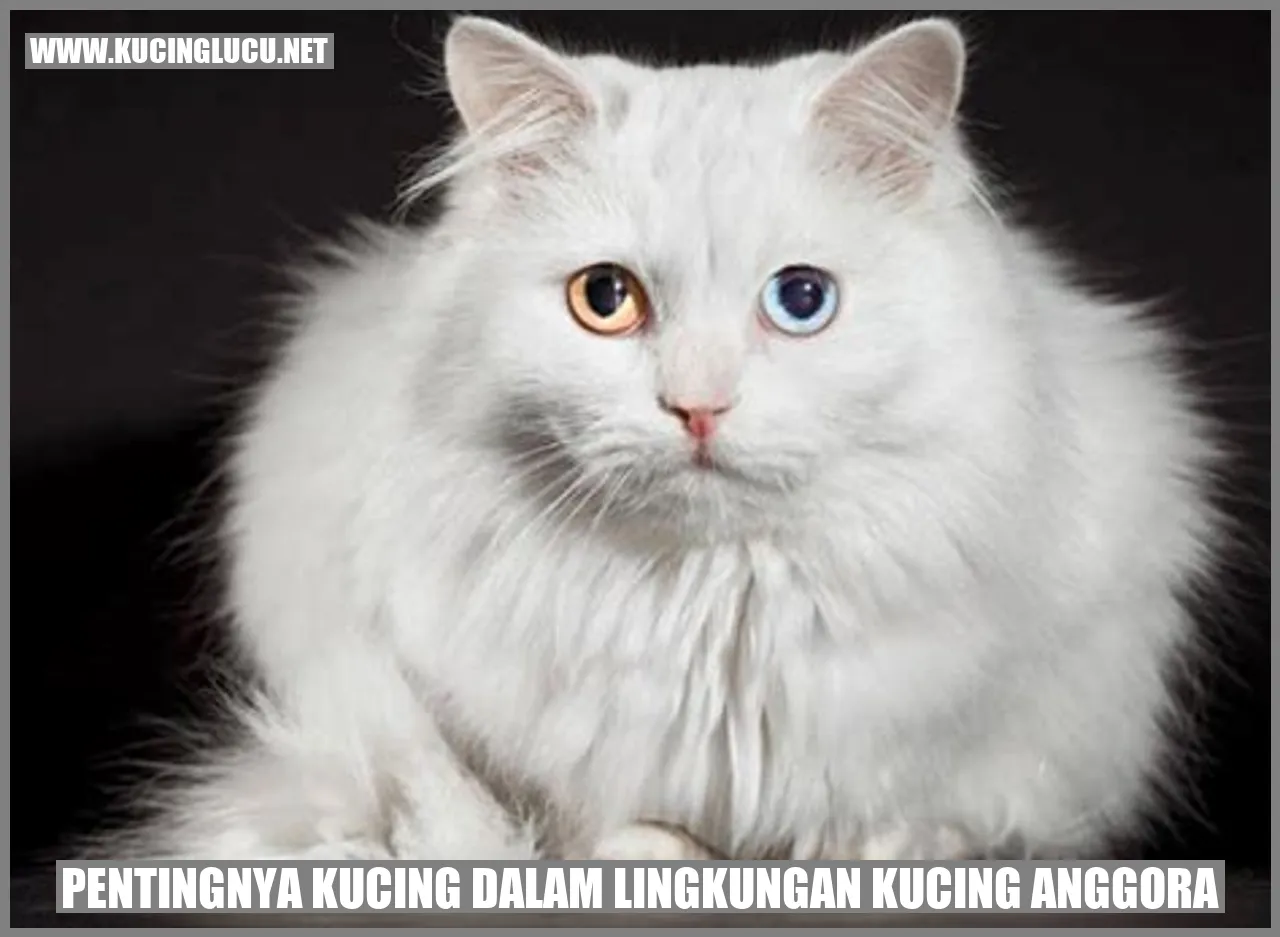 Kucing Anggora