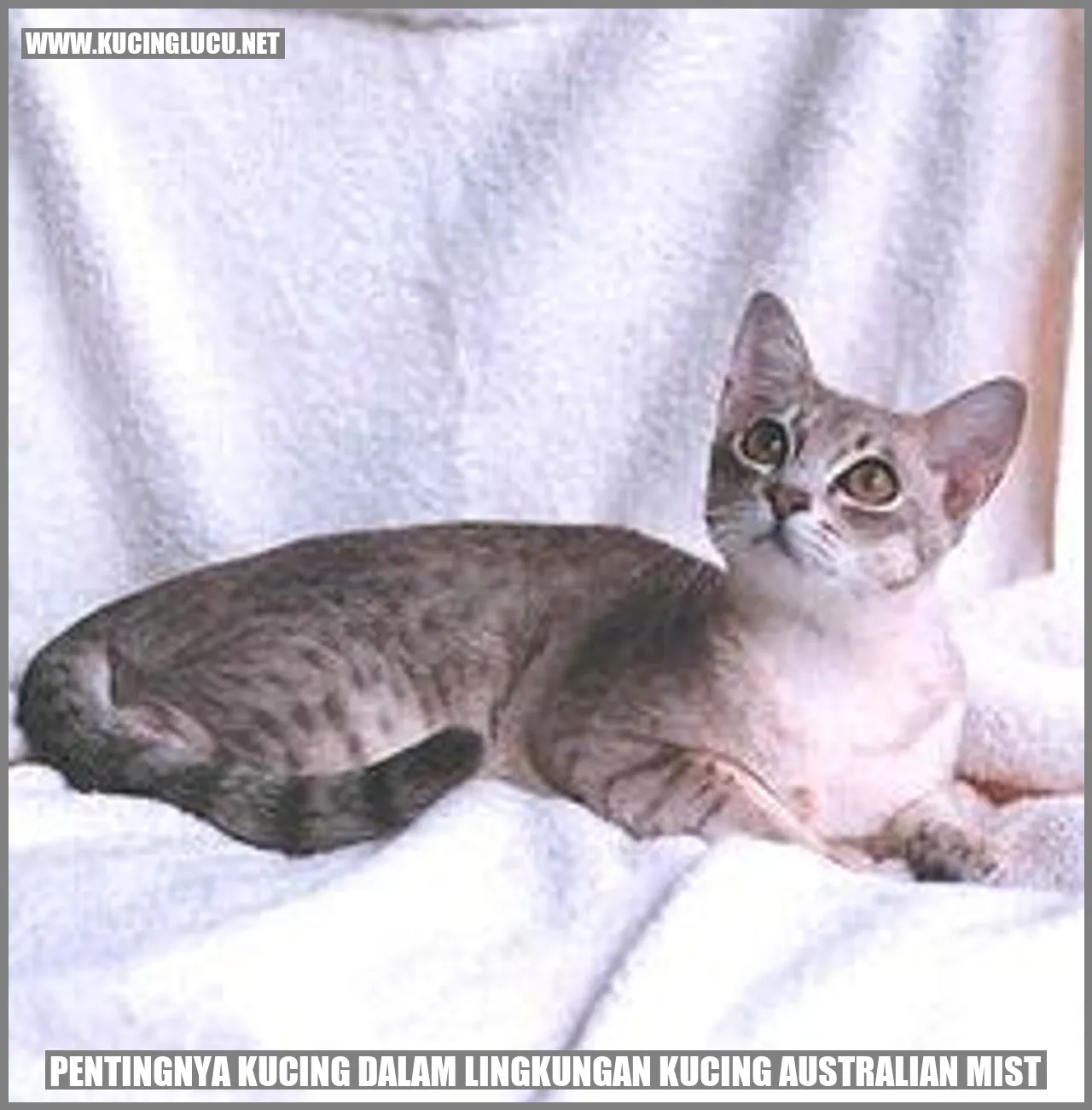 Peran Vital Kucing dalam Kondisi Terbaik bagi Kucing Australian Mist