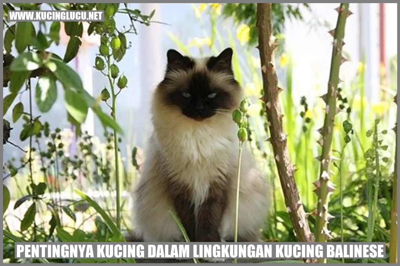 Gambar Kucing Balinese