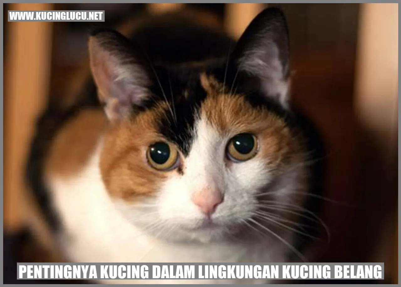Kucing dalam Lingkungan