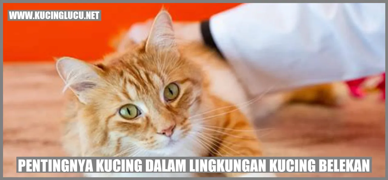 Kucing