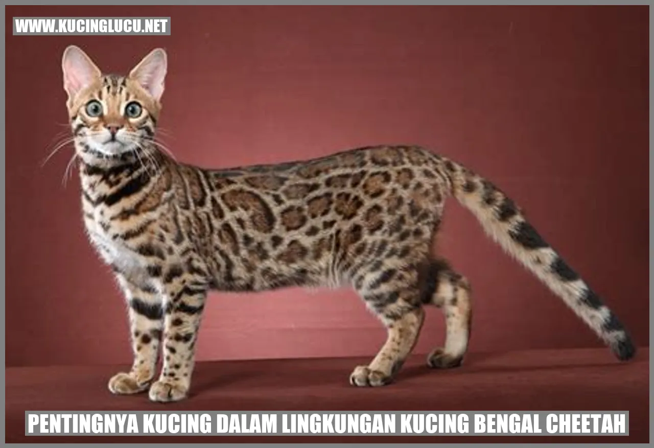 Kucing Bengal Cheetah
