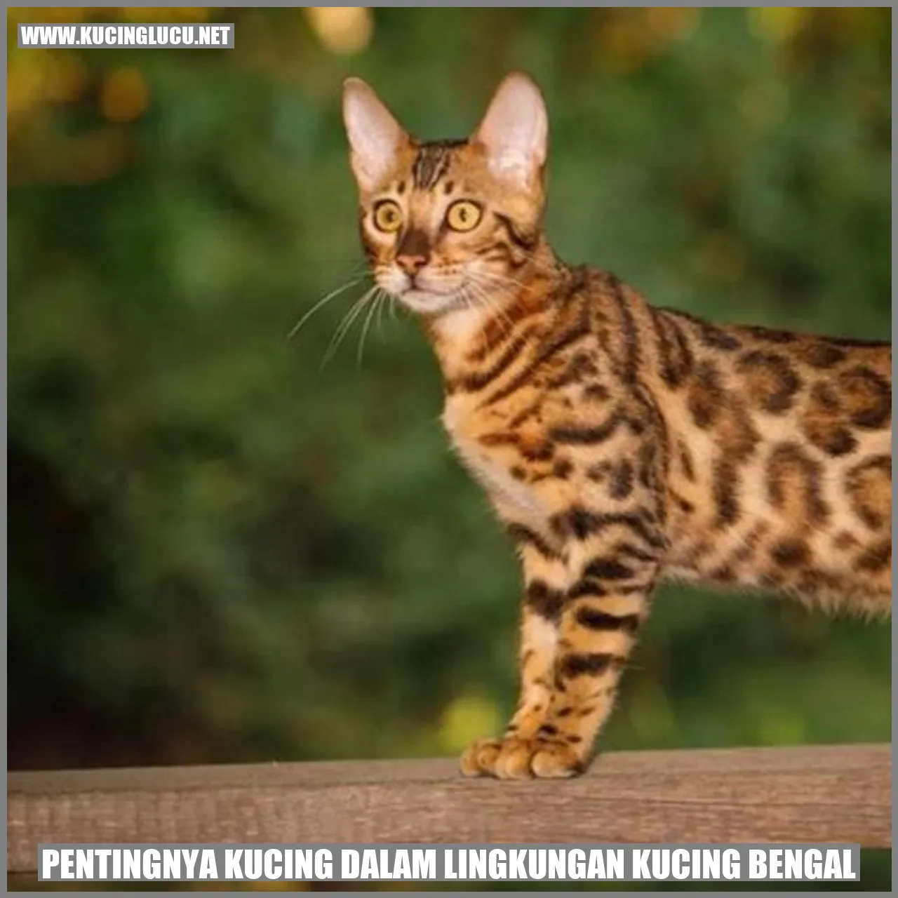 Gambar Kucing Bengal
