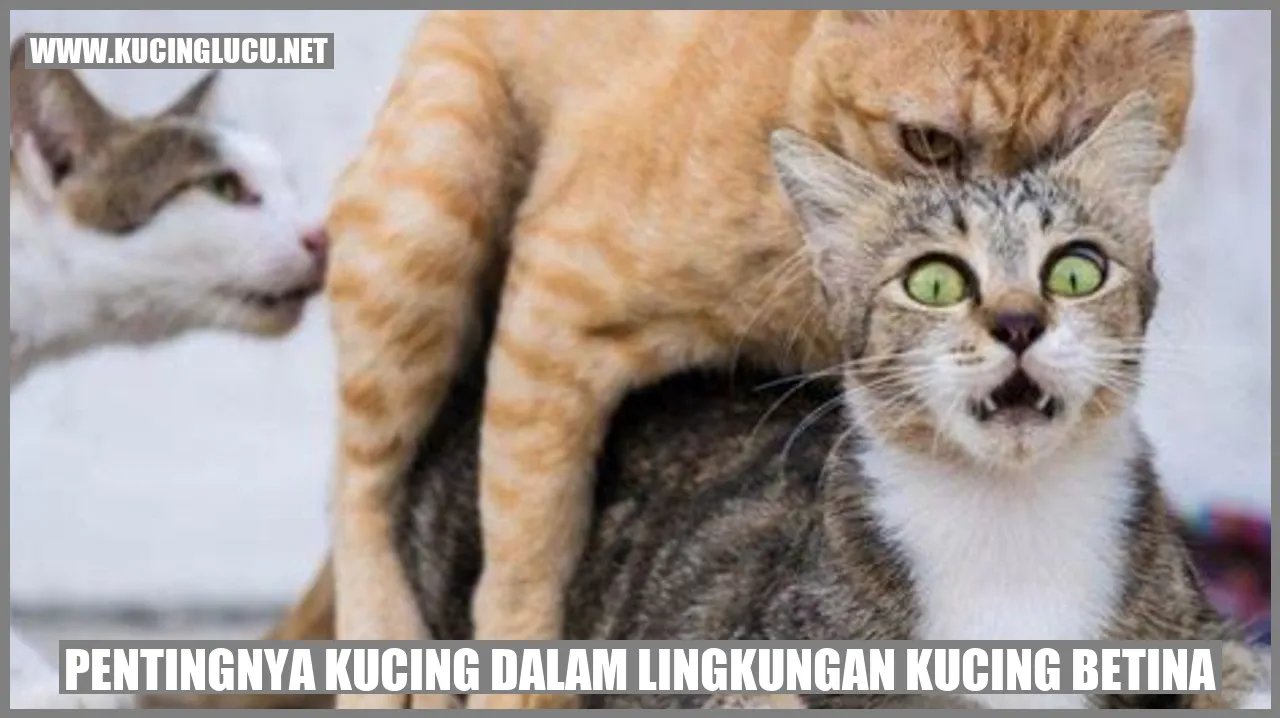 Gambar Kucing