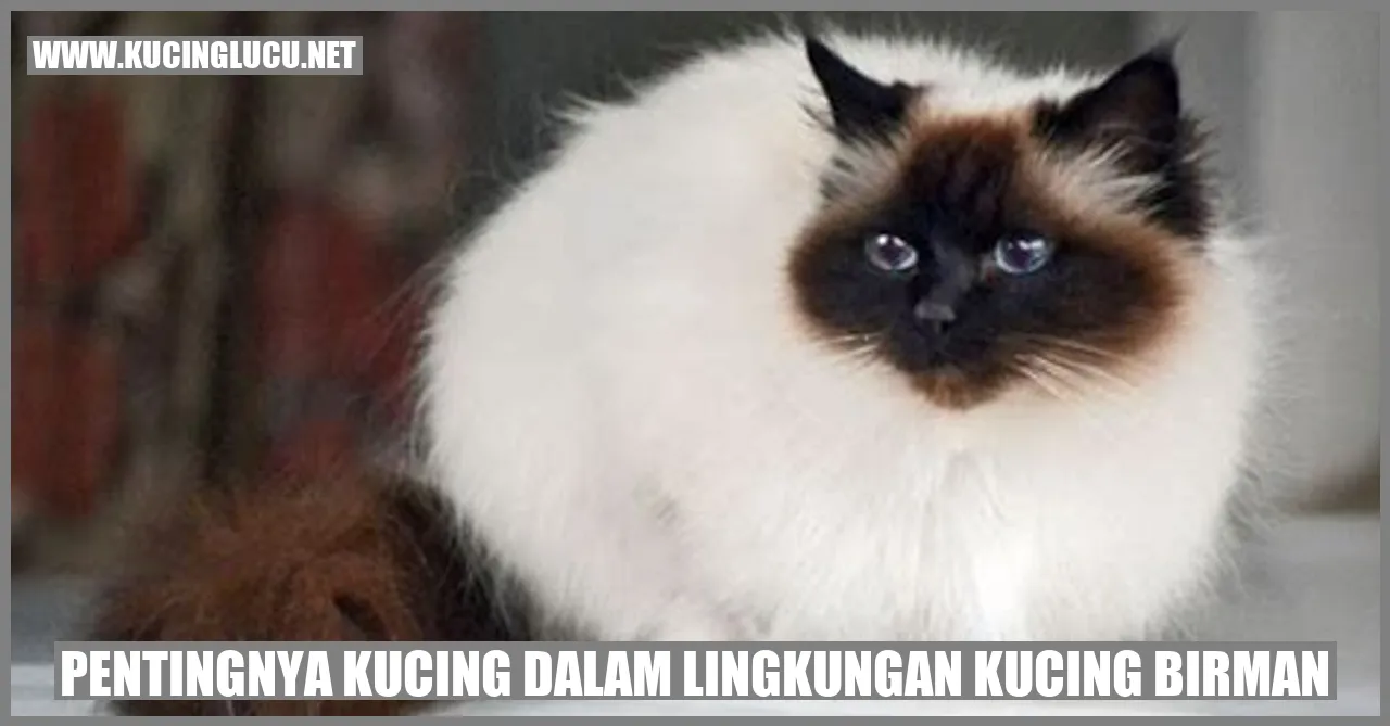 Kucing Birman