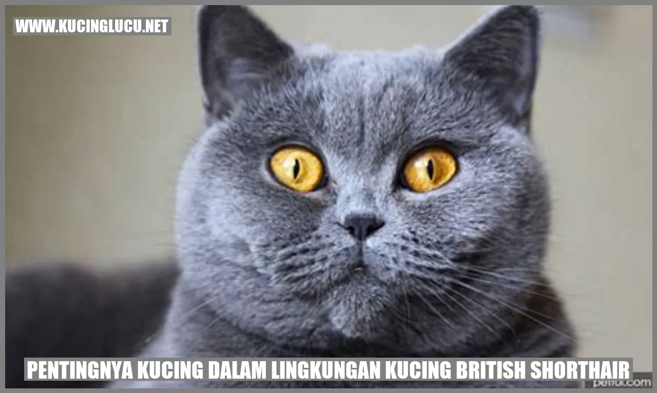 Gambar Kucing British Shorthair