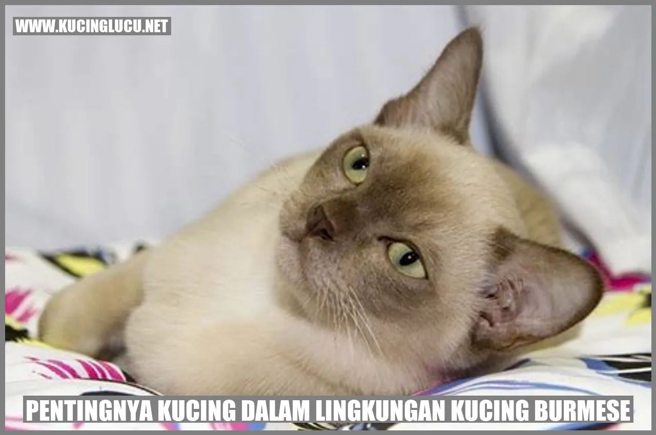 Kucing Burmese