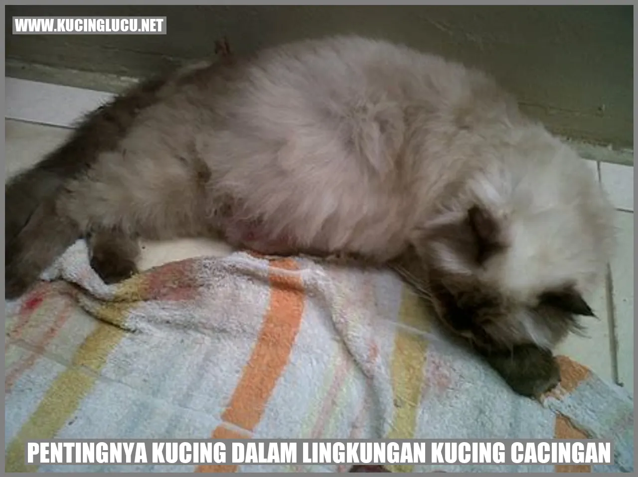 Gambar Kucing yang Menggemaskan