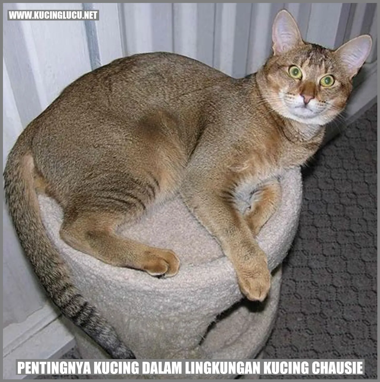Kucing Chausie yang Mengagumkan