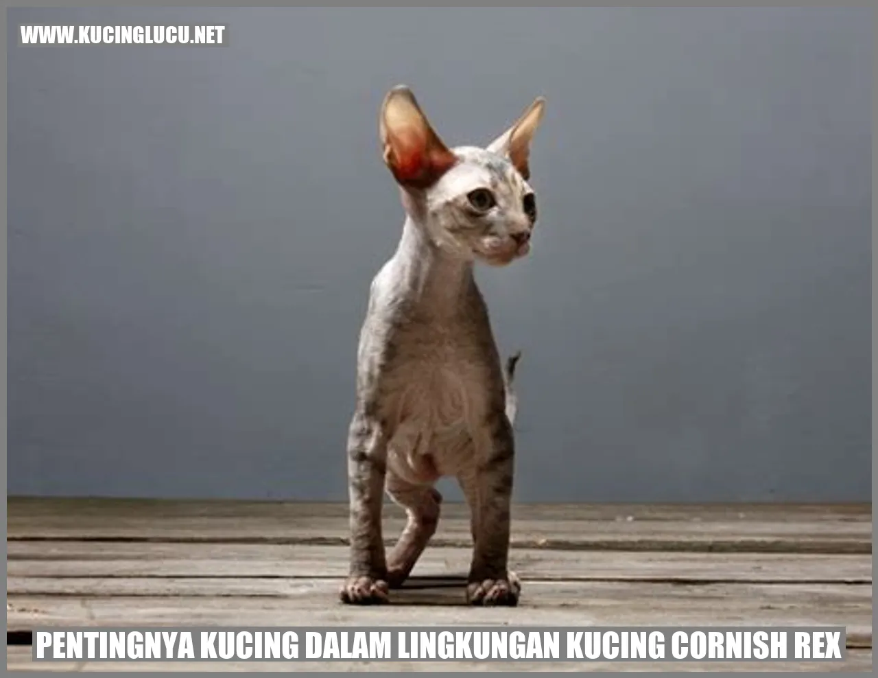 Gambar Kucing Cornish Rex