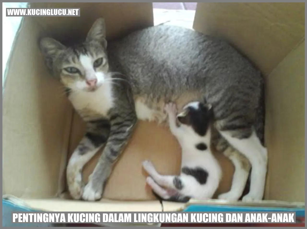 Gambar Kucing