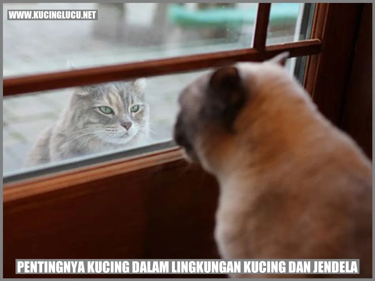 Gambar kucing dengan jendela di belakang