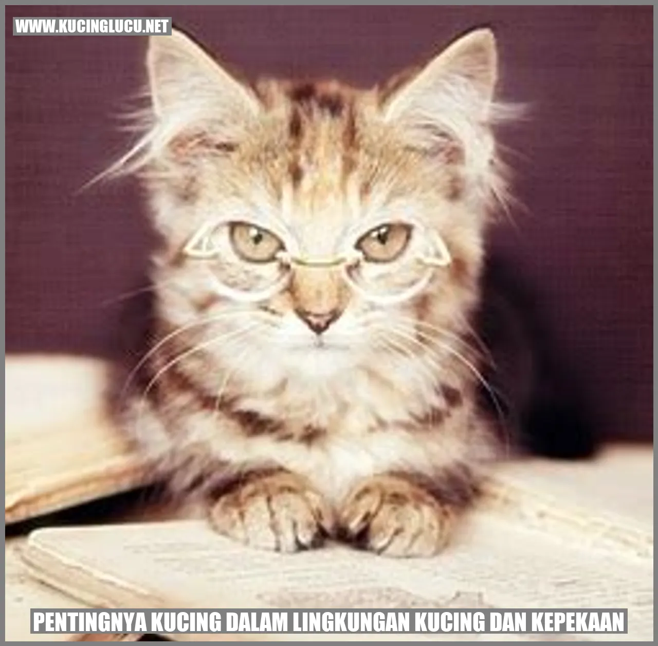 Kucing yang Menawan