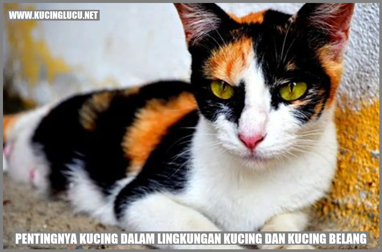 Kucing