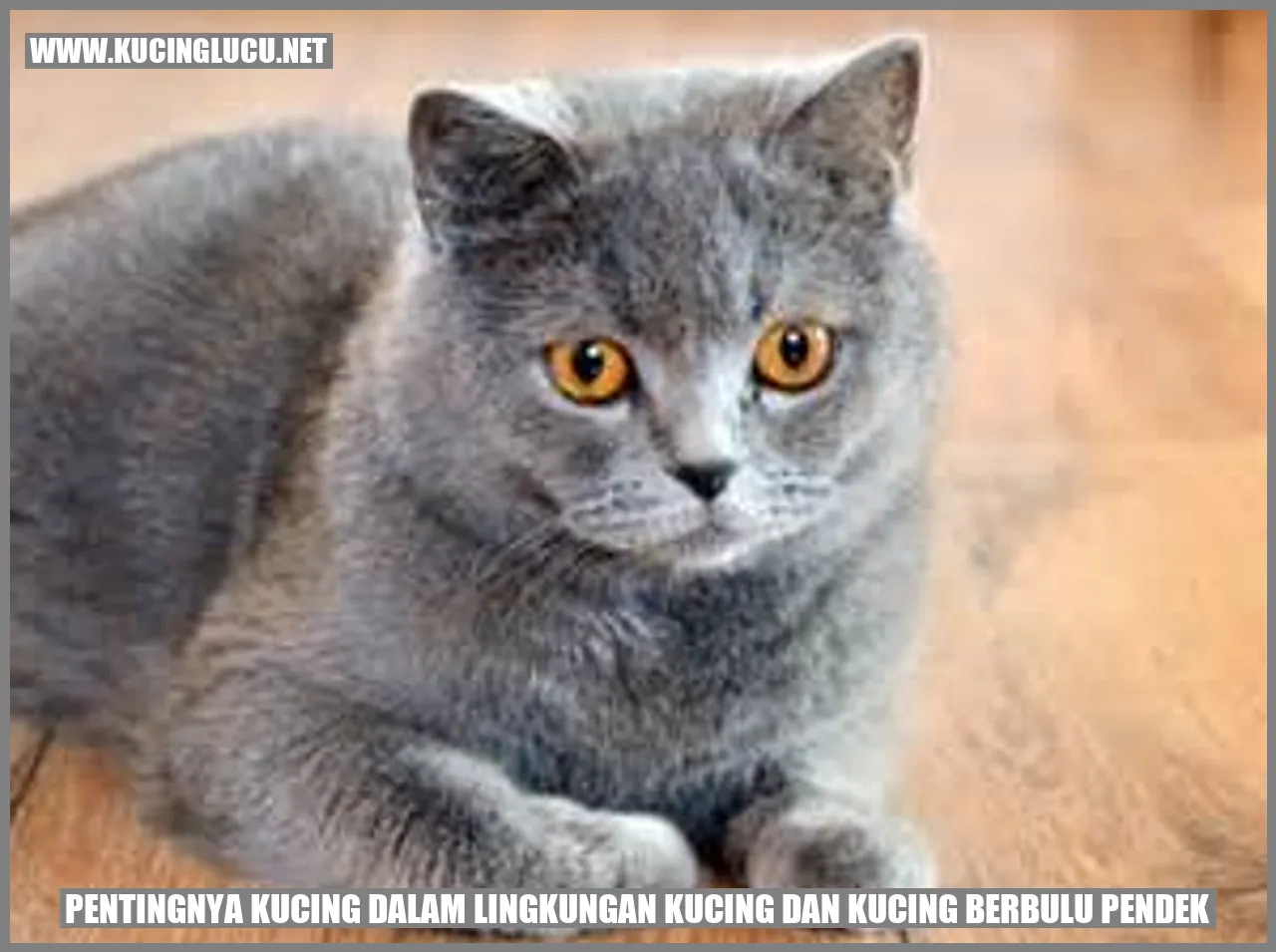 Pentingnya Kucing dalam Lingkungan Kucing dan Kucing dengan Bulu yang Pendek