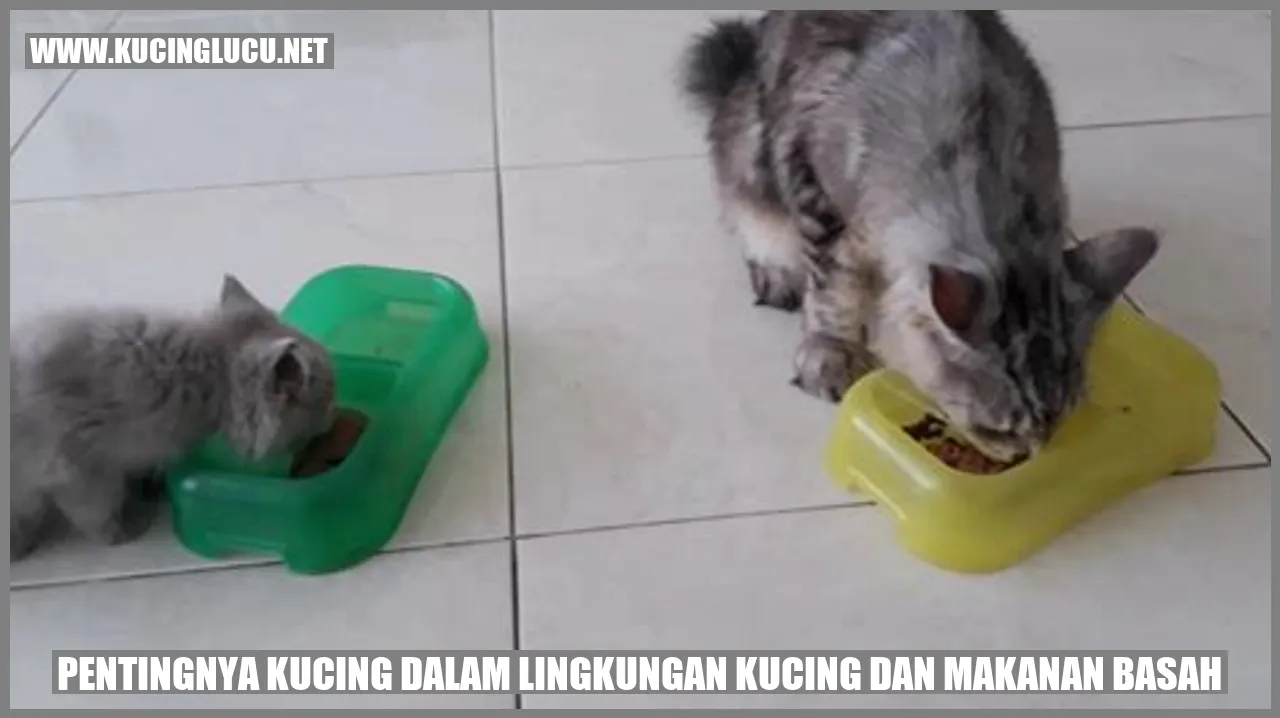 Kucing dan makanan basah