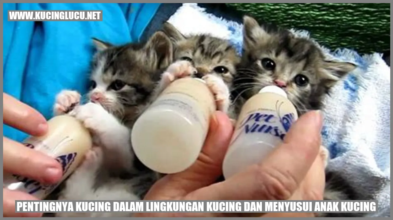 gambar kucing yang menggemaskan