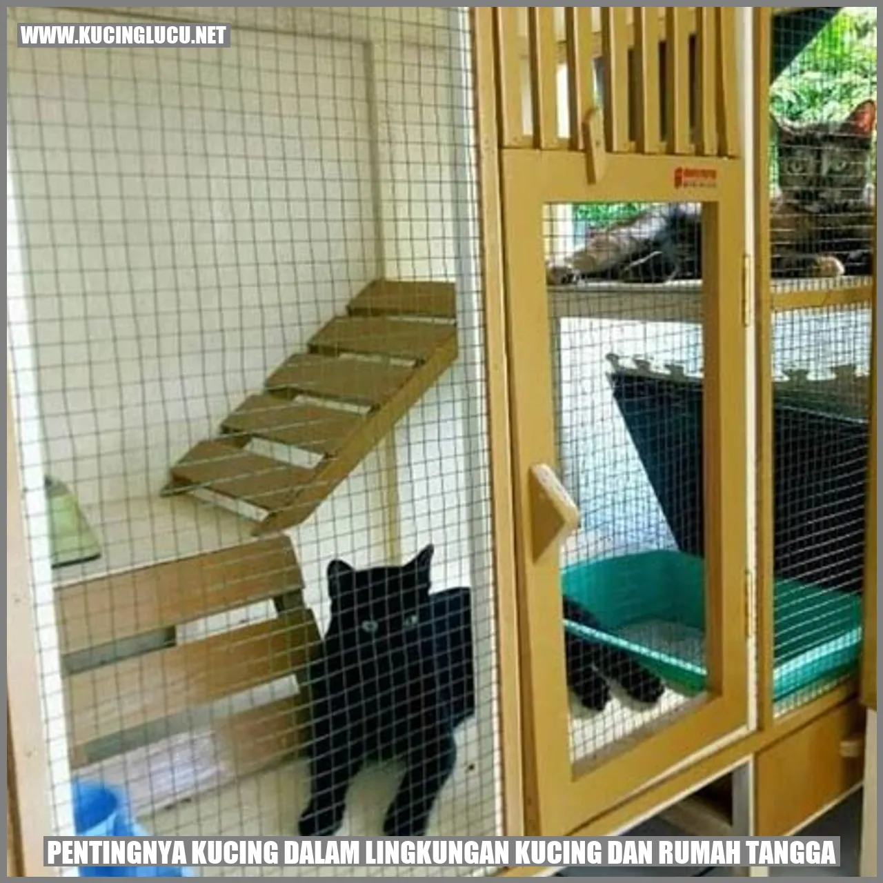 Kucing dalam lingkungan kucing dan rumah tangga