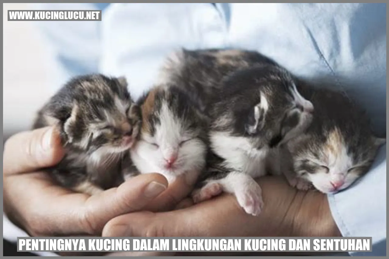 Kucing yang bermain dengan pawennya