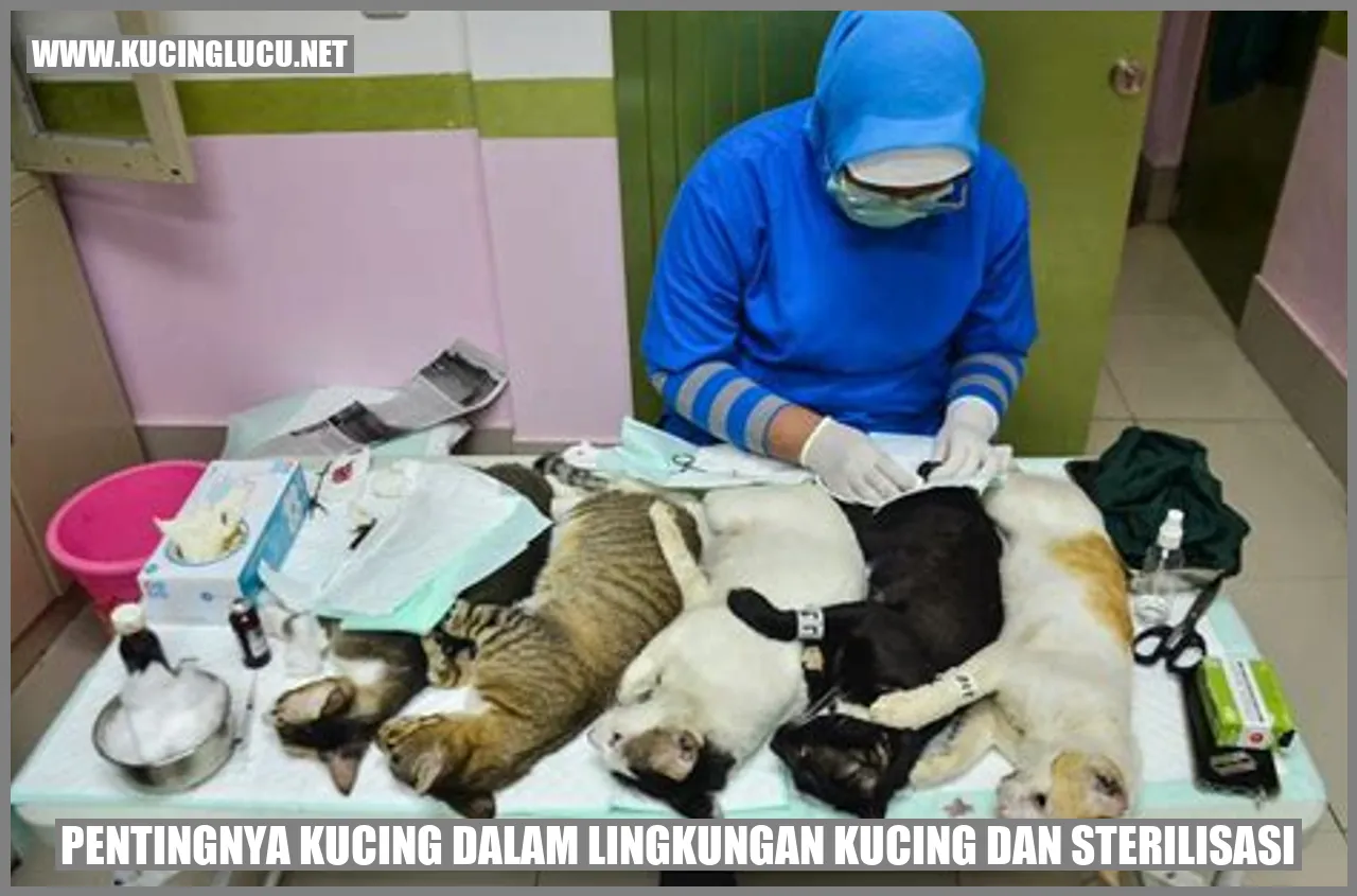 Gambar Kucing