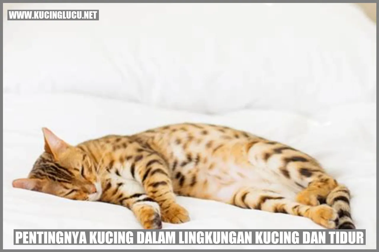 Kucing tidur