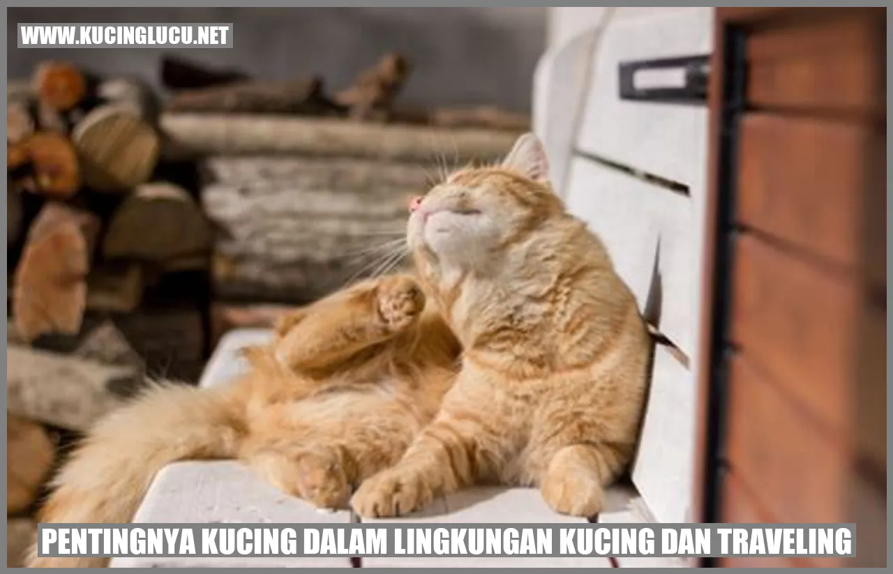 gambar kucing