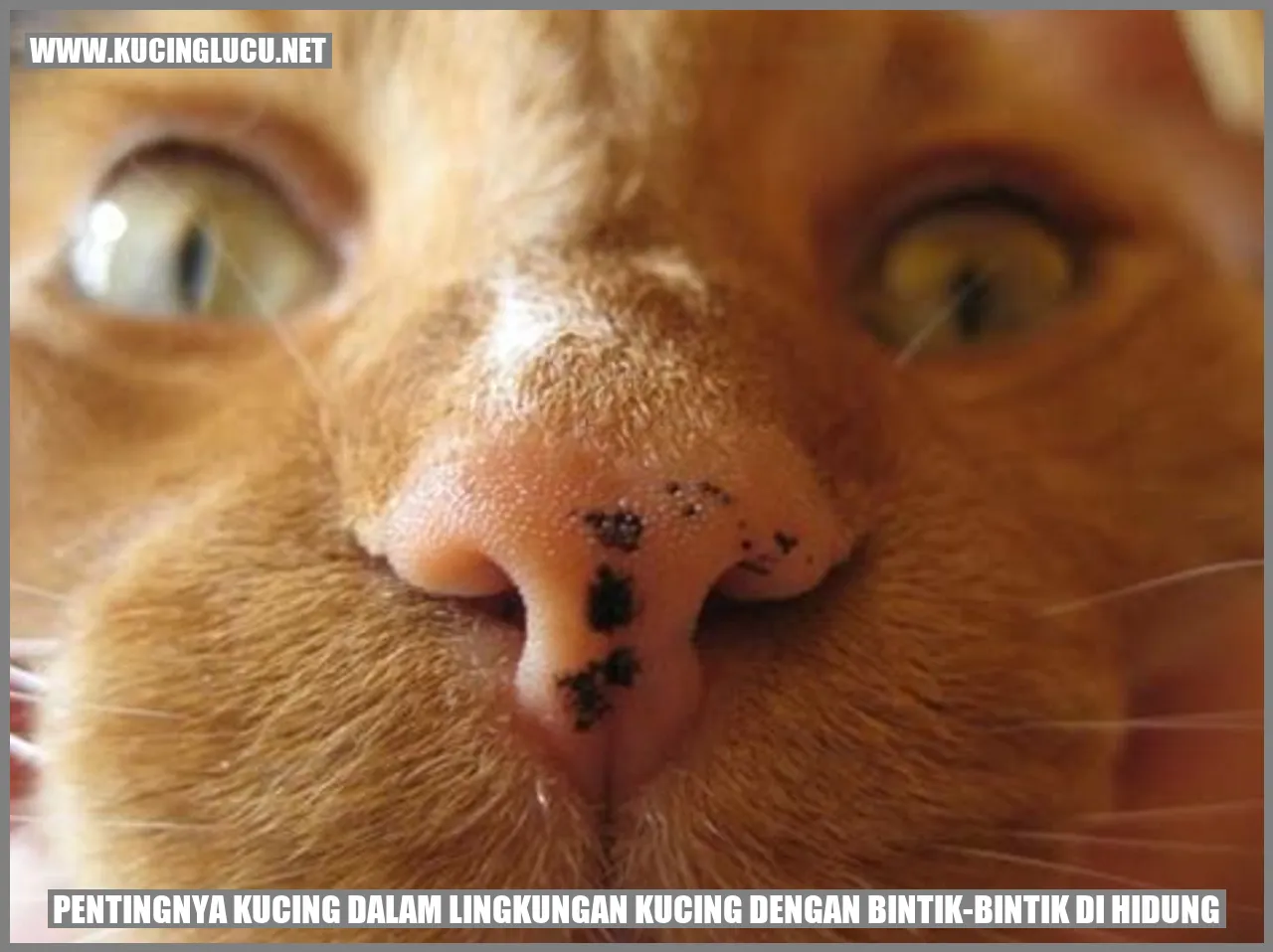 Kucing dengan Bintik-Bintik di Hidung