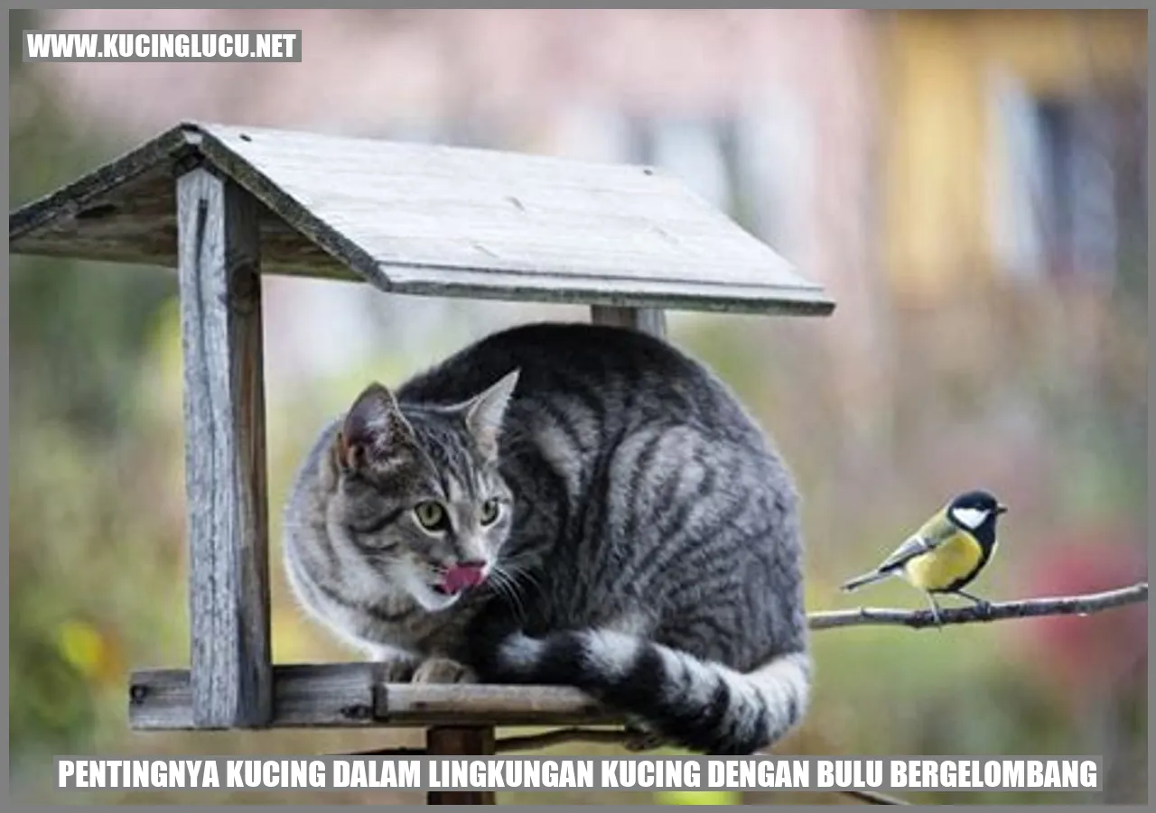 Kucing dengan bulu bergelombang yang cantik