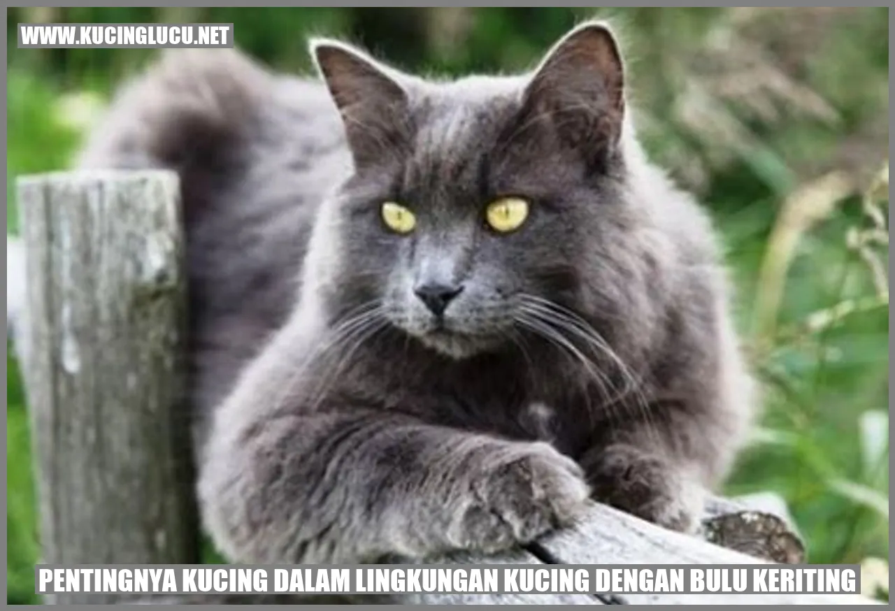 Gambar kucing dengan bulu keriting yang menggemaskan