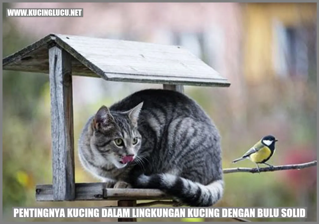Kucing dengan bulu solid