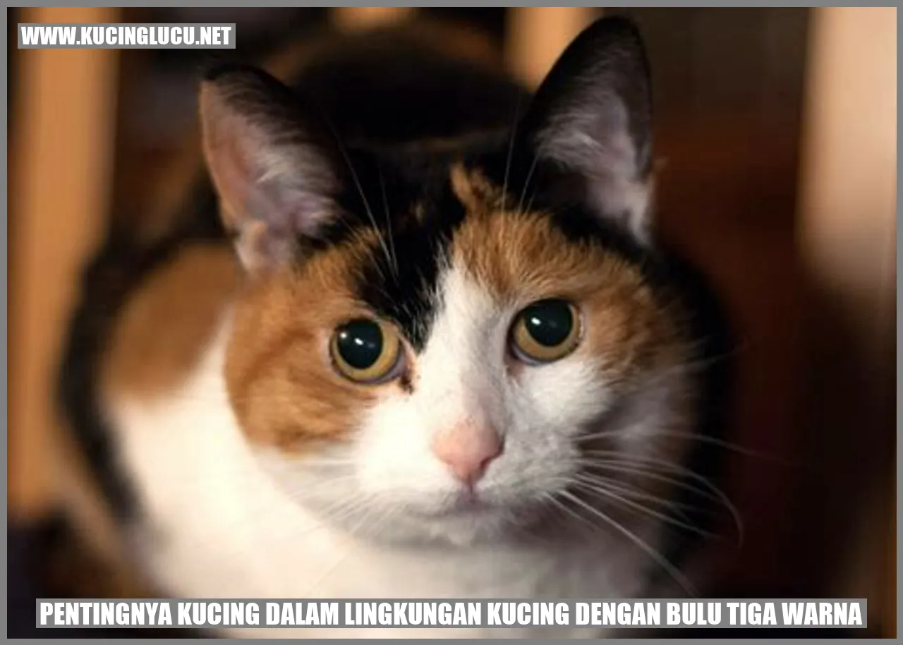 Gambar Kucing dengan Bulu Tiga Warna