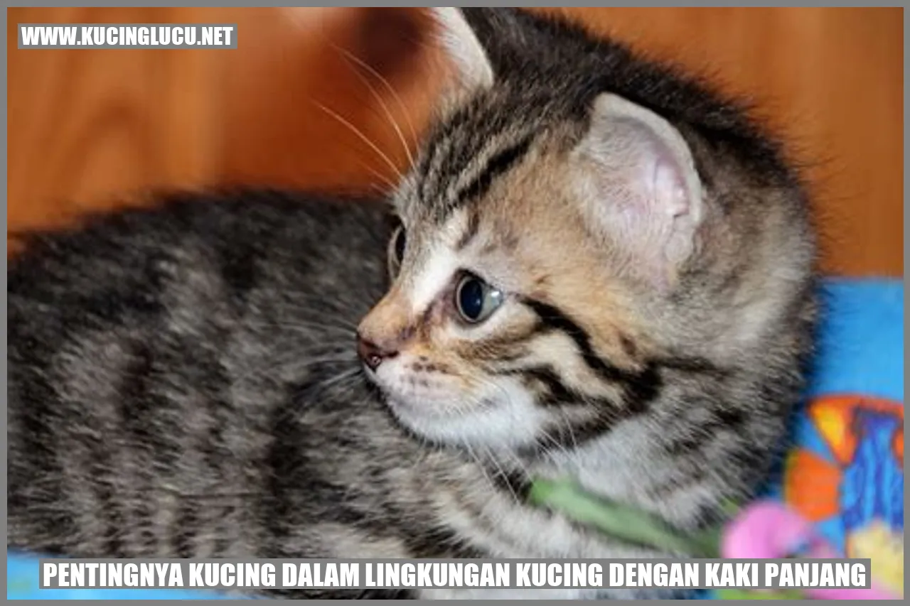Gambar Kucing Berkaki Panjang