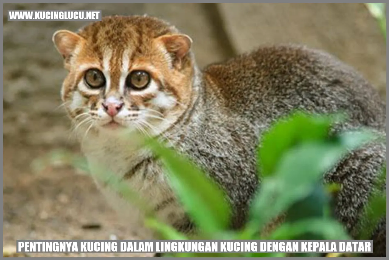 Pentingnya Kucing dalam Lingkungan Kucing dengan Kepala Datar