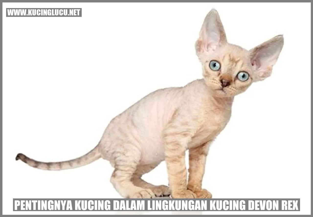 Gambar Kucing Devon Rex