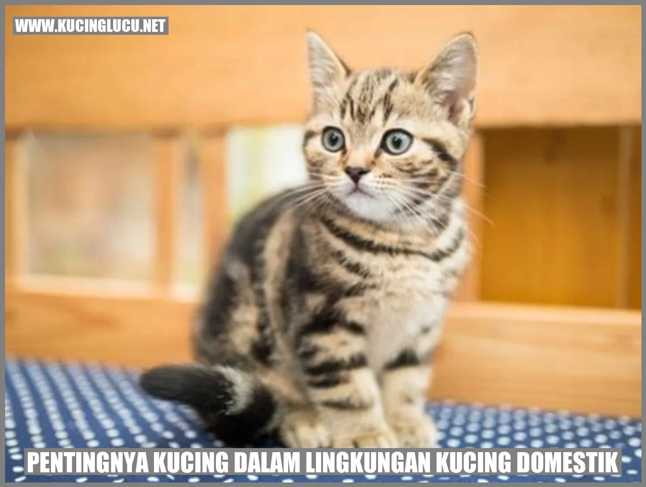 Kucing Lucu