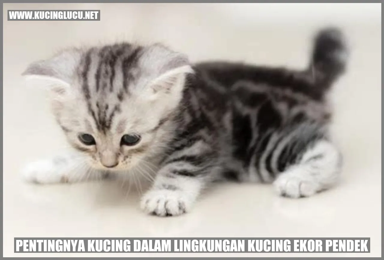 Kucing Ekor Pendek