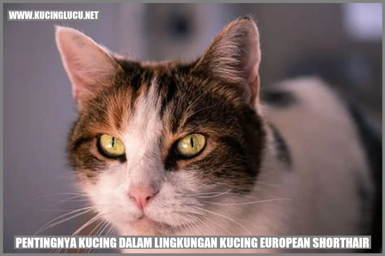 Kucing European Shorthair