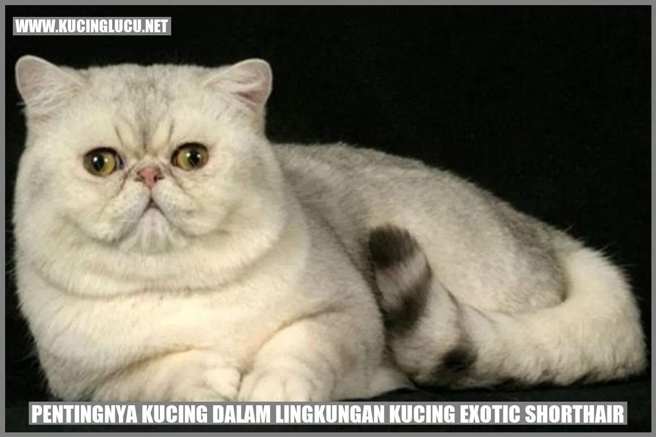 Kucing Exotic Shorthair