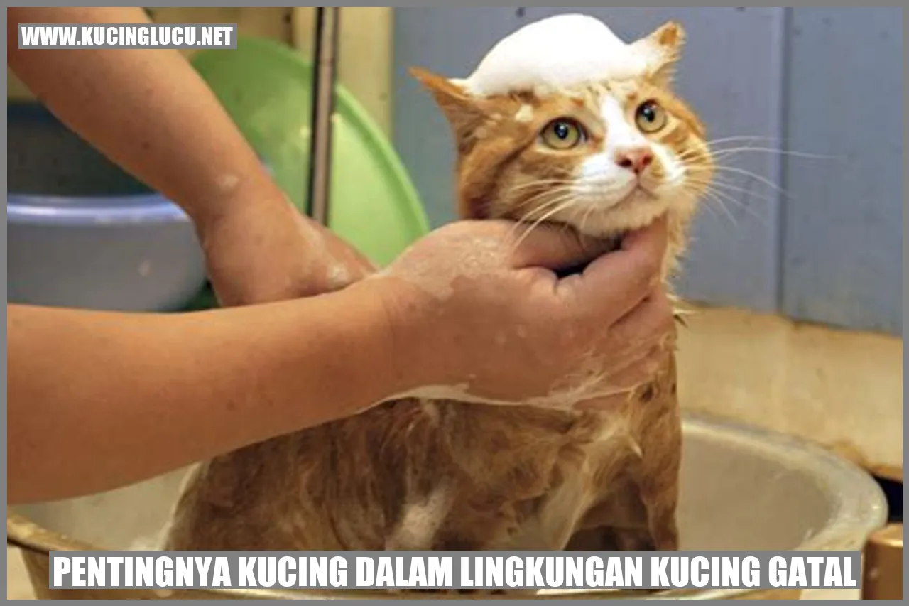 Gambar kucing yang sedang merasa gatal