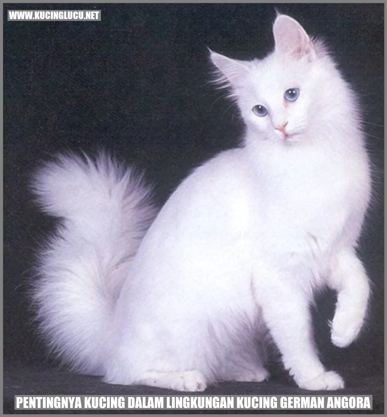 Pentingnya Kucing dalam Lingkungan Kucing German Angora
