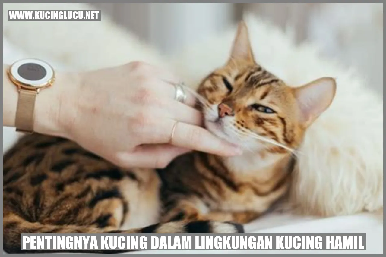 gambar kucing hamil