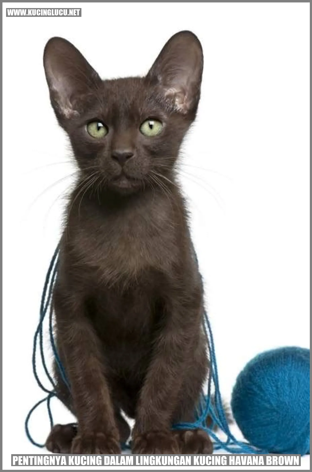 Kucing Havana Brown