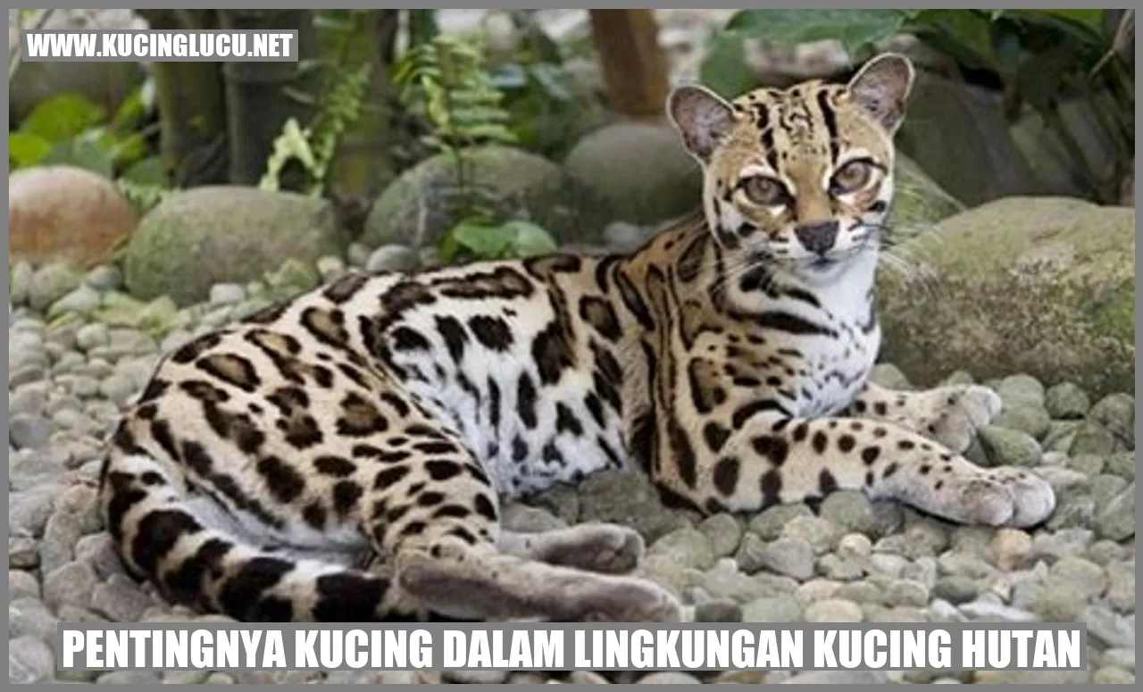 Gambar kucing hutan