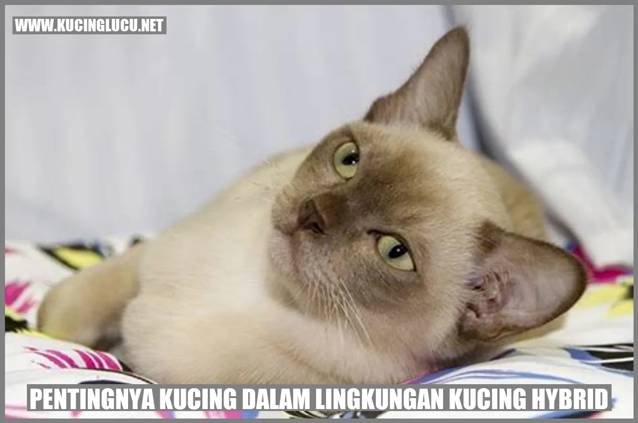 Kucing di taman